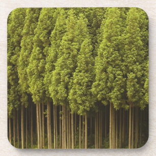 Koya Sugi Cedar Trees Coaster