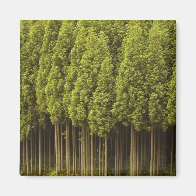 Koya Sugi Cedar Trees Magnet (Front)