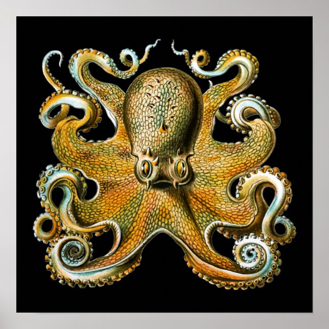 Kraken Octopus | Cool Animal Poster (Front)
