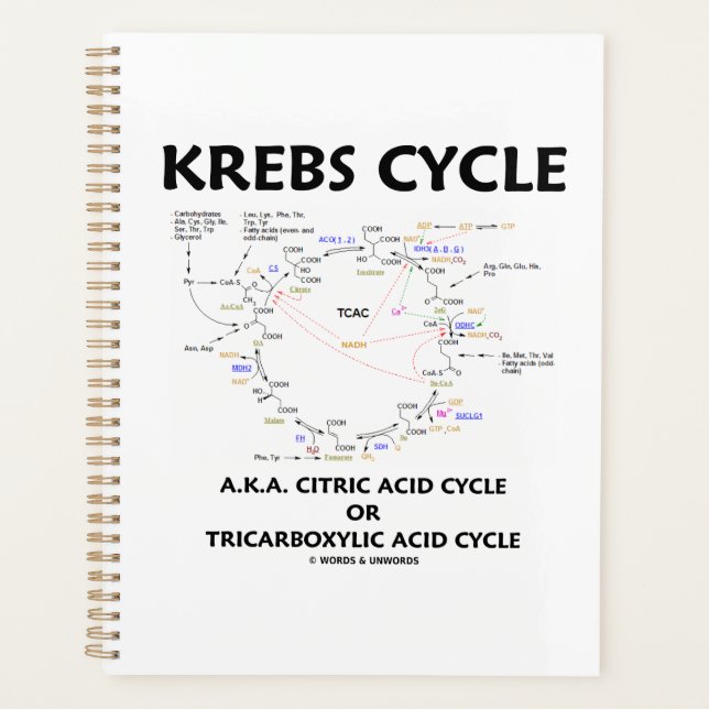 Krebs Cycle A.K.A. Cycle Citrique Acide Tricarboxy (Devant)