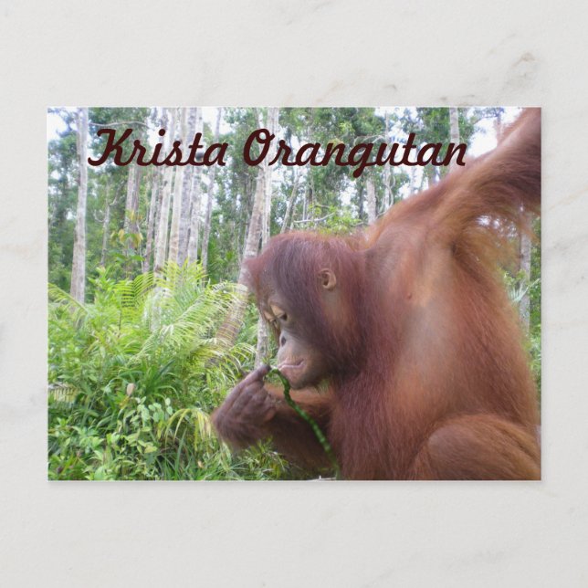 Krista Orangutan in Borneo Rainforest Postcard (Front)