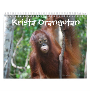 Krista Orangutan wildlife charity Calendar