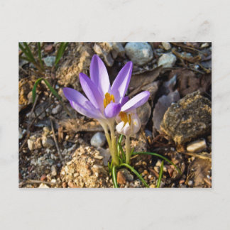 krocos spring flower nature postacard postcard