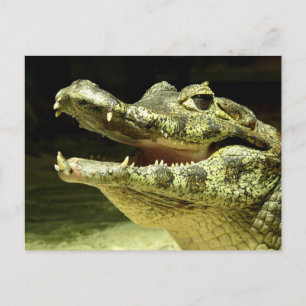 Krokodil / Crocodile Postcard