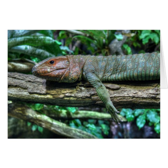 Krokodilteju (Front Horizontal)