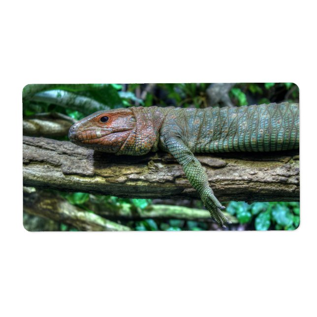 Krokodilteju (Devant)