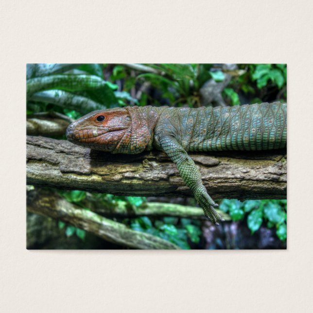 Krokodilteju (Front)