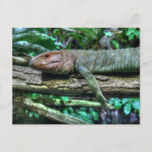 Krokodilteju Postcard