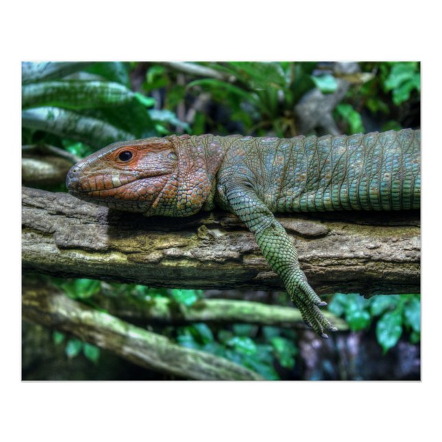 Krokodilteju Poster (Front)