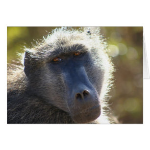 Kruger Baboon