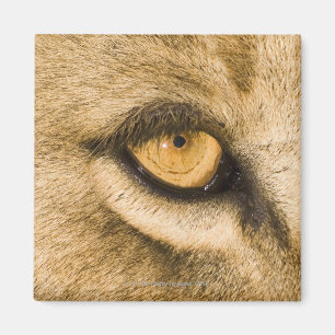 Kruger National Park, Limpopo Province Magnet