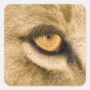 Kruger National Park, Limpopo Province, South Square Sticker