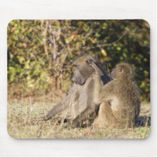 Kruger National Park, South Africa Mouse Pad