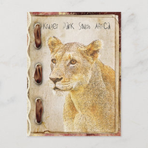 Kruger park, South Africa Postcard