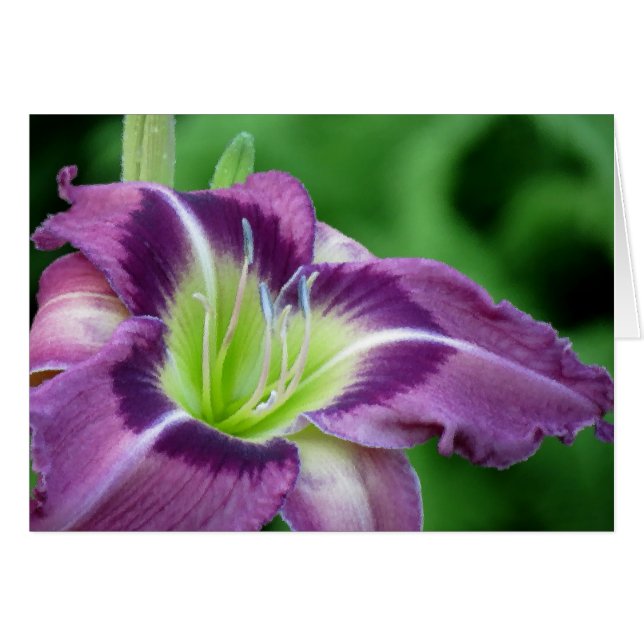 Krypton Core - Daylily (Devant horizontal)