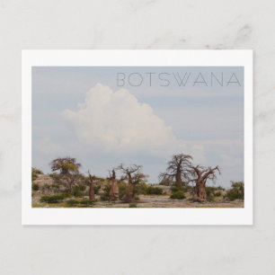 Kubu Island Baobab Tree Baobabs Botswana Scenery Postcard