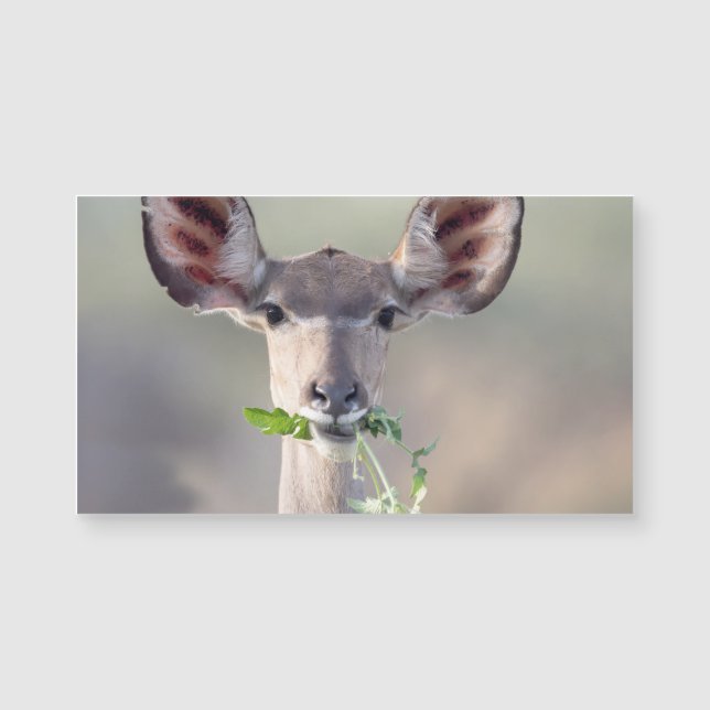 Kudu portrait (Front)