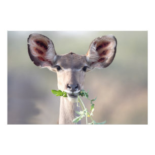 Kudu portrait photo print