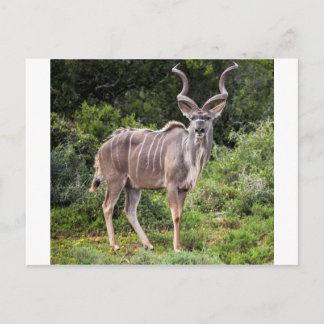Kudu. Postcard