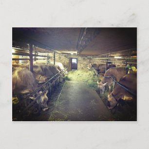 Kuhstall Postcard