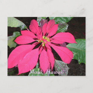Kula Poinsettia Postcard
