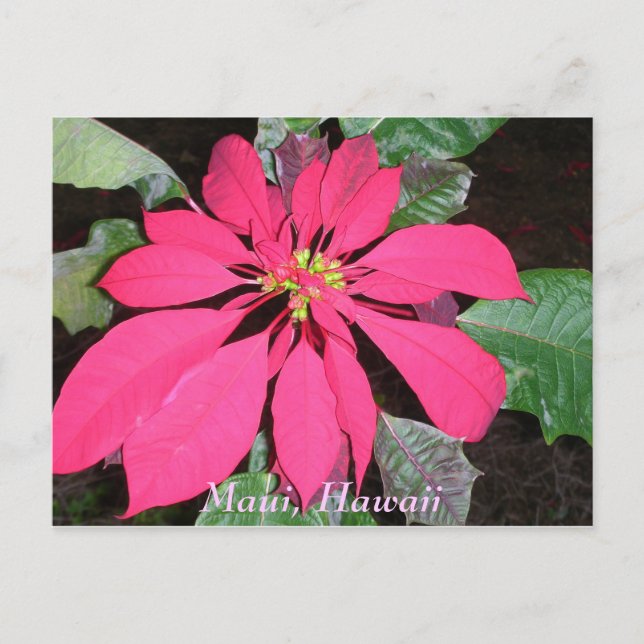 Kula Poinsettia Postcard (Front)