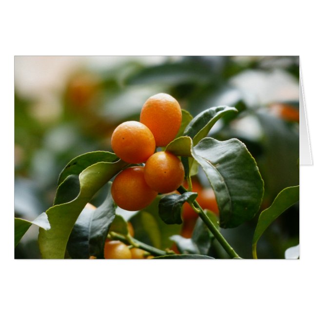 Kumquats on Kumquat Tree Branch (Front Horizontal)
