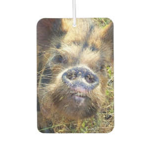 KuneKune Pig Air Freshener