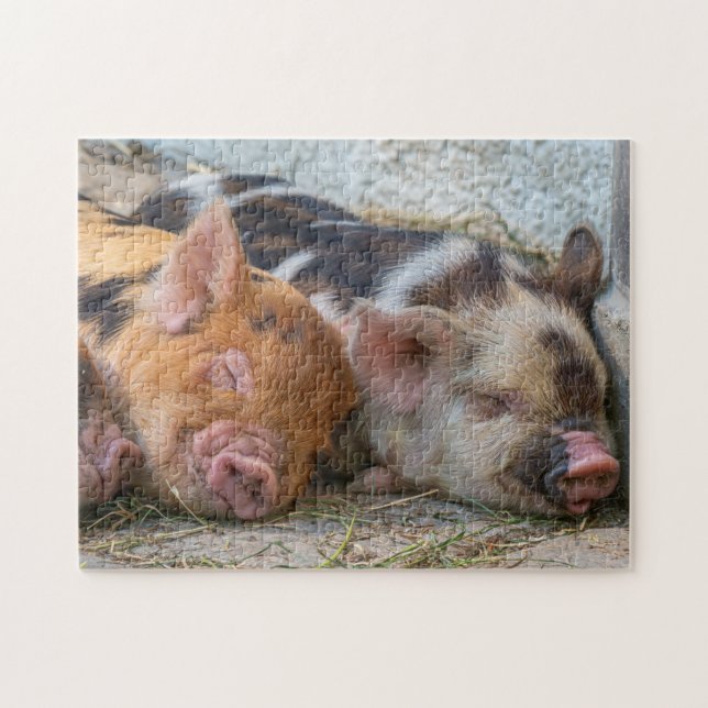 KuneKune Piglets Jigsaw Puzzle (Horizontal)