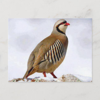 Kurdish Partridge Postcard