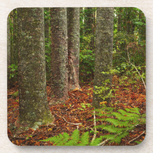 Kuri trees   New Zealand Coaster