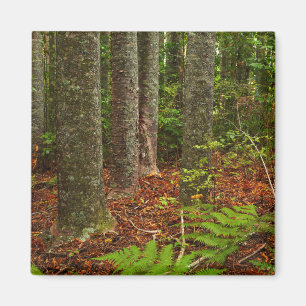 Kuri trees   New Zealand Magnet