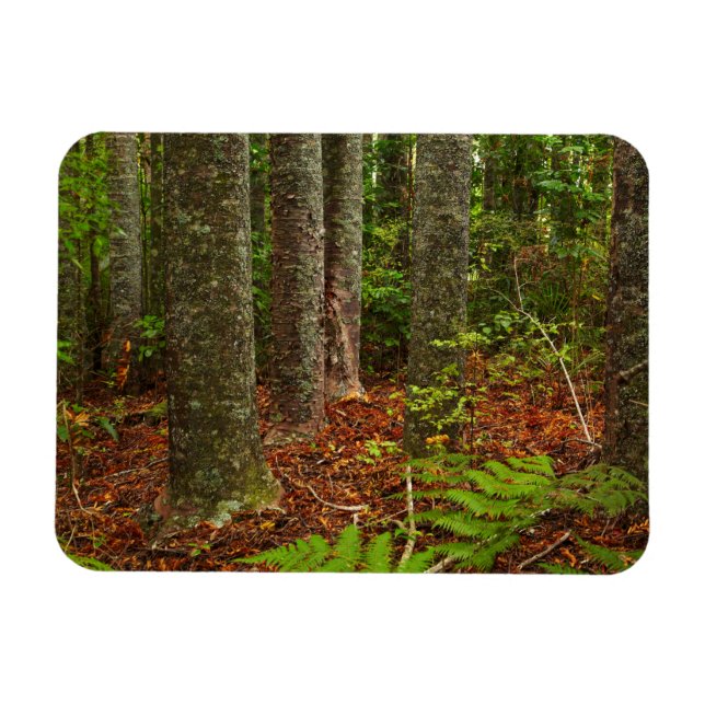 Kuri trees | New Zealand Magnet (Horizontal)
