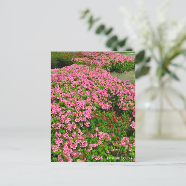 Kurume Azalea Postcard (Standing Front)