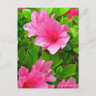 Kurume Azalea Postcard