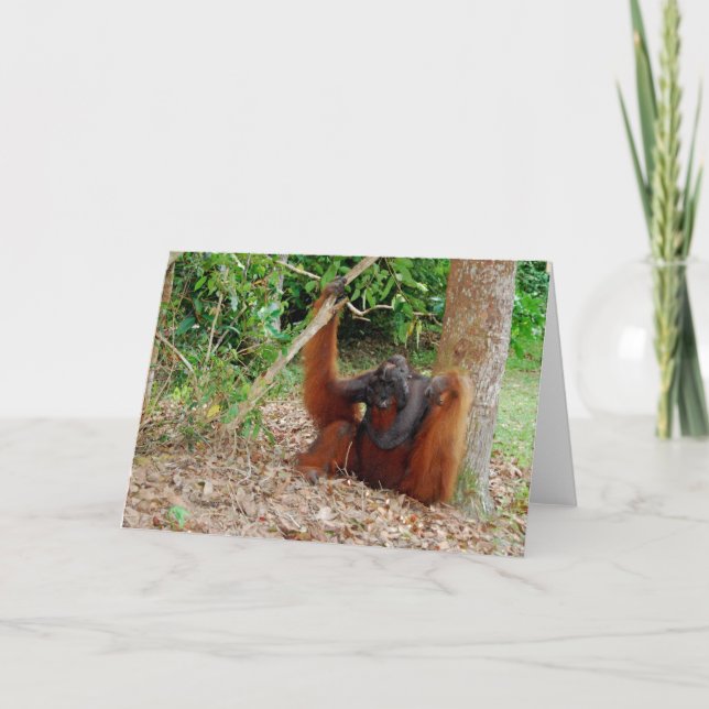 Kusasi, Famous Orangutan King at Camp Leakey Card (Front)