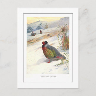 Kuser's Blood Partridge Postcard
