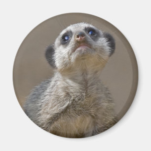 Kute Kat Magnet