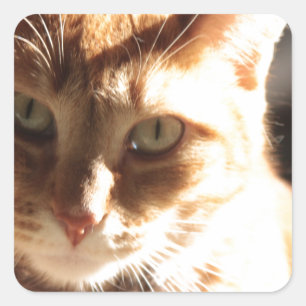 Kute Kitty! Square Sticker