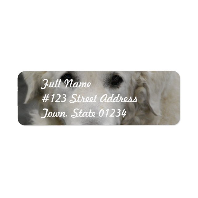 Kuvasz Dog Breed  Mailing Labels (Front)