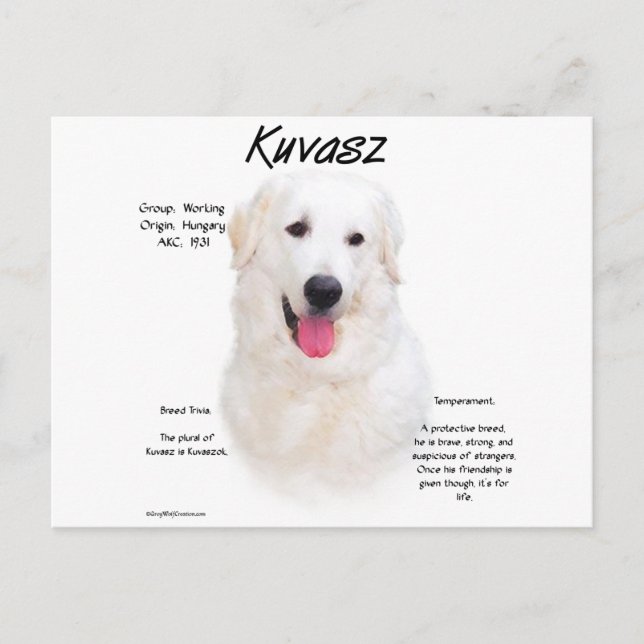Kuvasz History Design Postcard (Front)