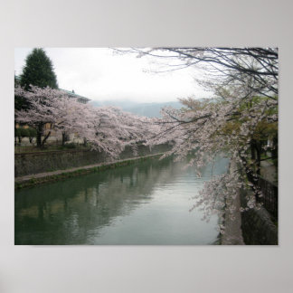 Kyoto cherry blossoms poster