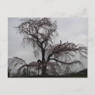 Kyoto Sakura Tree, Japan Postcard