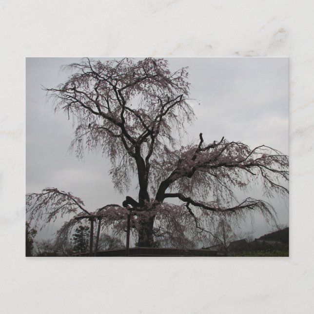 Kyoto Sakura Tree, Japan Postcard (Front)