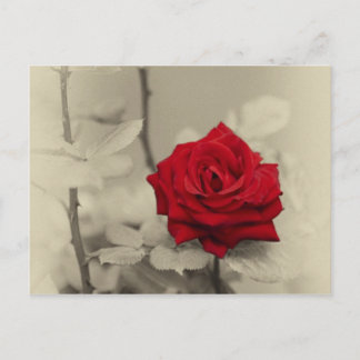 _L0S7918.jpg Postcard