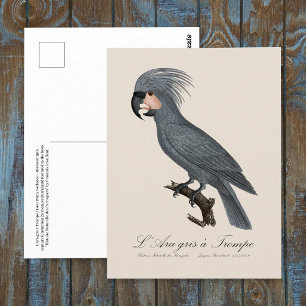 L’Ara gris à Trompe / Grey Palm Cockatoo  Postcard