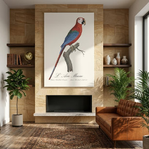 L' Ara Macao / Red and green Macaw  Canvas Print
