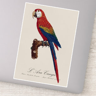 L' Ara Macao / Scarlet Macaw 