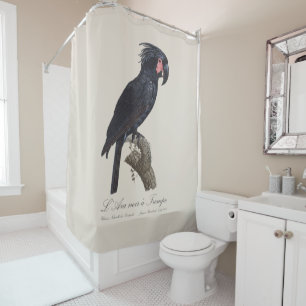 L' Ara Noir a Trompe / Palm Cockatoo