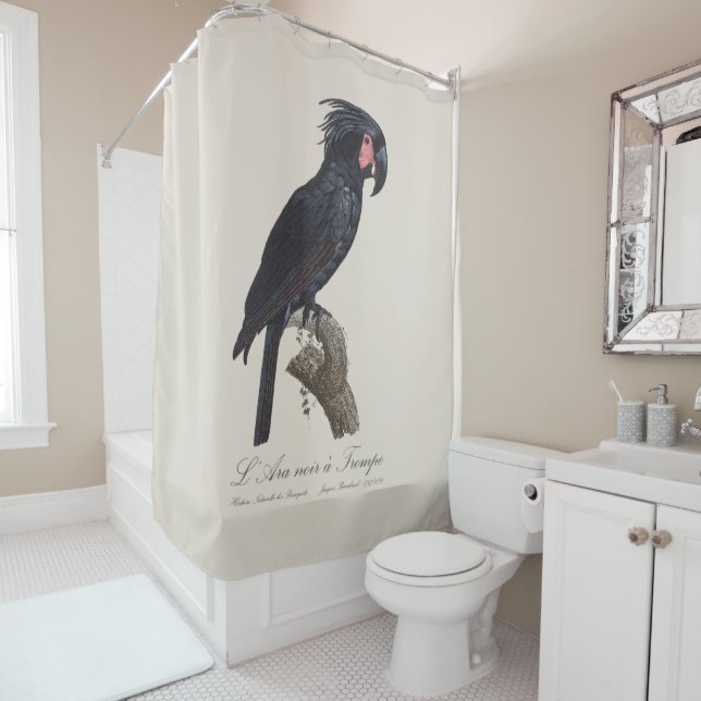 L' Ara Noir a Trompe / Palm Cockatoo  (In Situ)